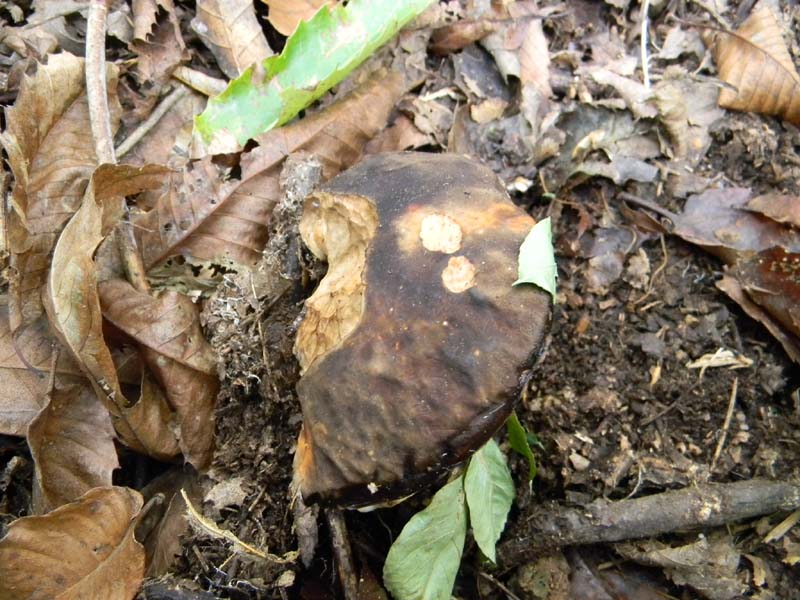 Ritrovamenti 19.10.2010